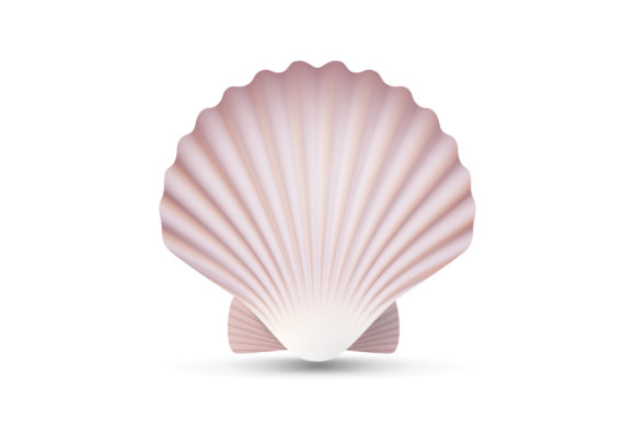 Download Scallop Seashell Vector. Ocean Mollusk - Ocean Collection